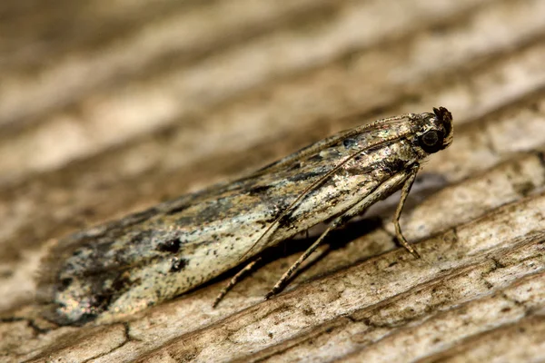 Phycitabinaevella micro moth in profile — стоковое фото