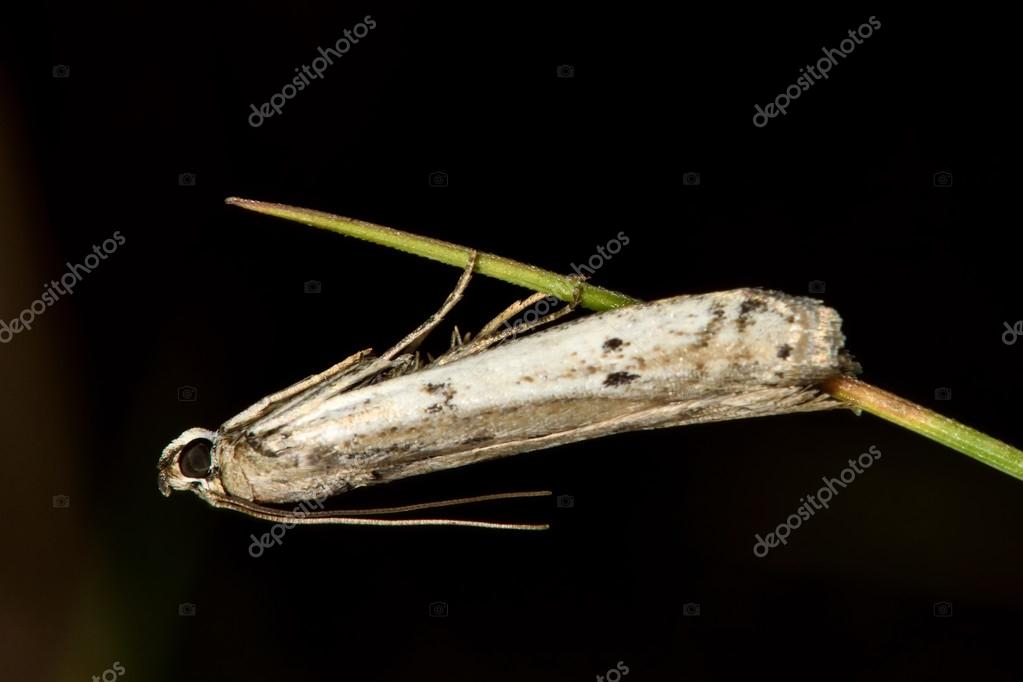Phyci