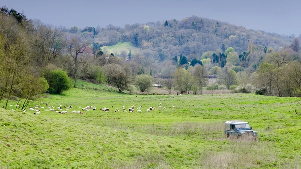 Sheep, shepherd and sheepdogs in English countrysid — Stock Photo, Image