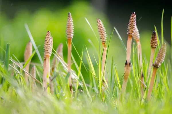 Cauda de cavalo de campo (Equisetum arvense) caule fértil — Fotografia de Stock