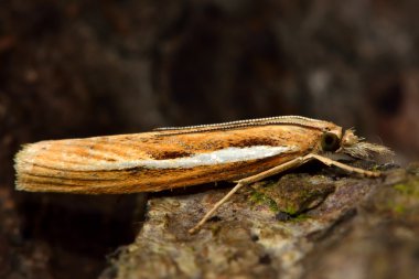 Agriphila selasella mikro güve