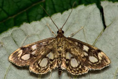 Phlyctaenia coronata mikro güve