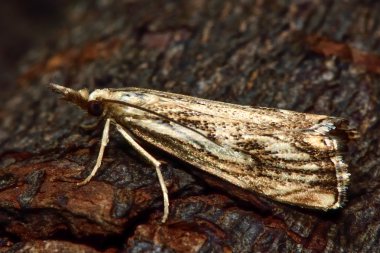 Catoptria falsella mikro güve