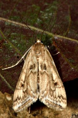 Yukarıdan küçük Çin-işareti (Cataclysta lemnata) güve kahverengi formu