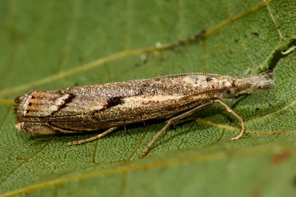 Agriphila geniculea mikro můra — Stock fotografie