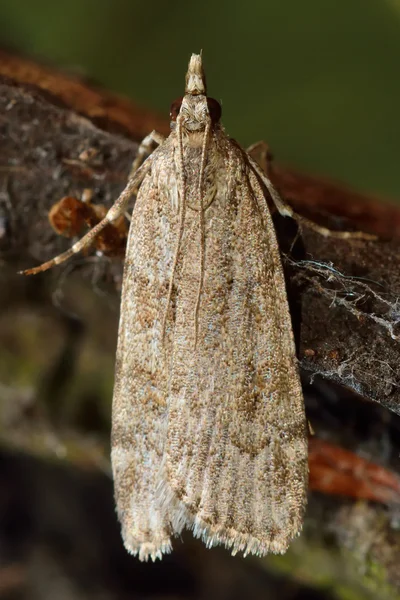 Scoparia subfusca mikro můra — Stock fotografie