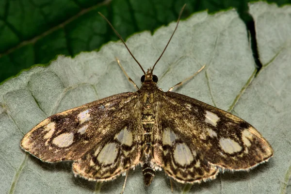 Phlyctaenia coronata micro moth — Stockfoto