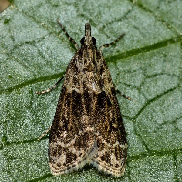 Scoparia ambigualis micro moth — Stock Photo, Image