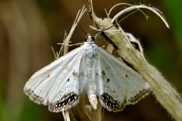 Küçük Çin-işareti (Cataclysta lemnata) mikro güve beyaz forma — Stok fotoğraf