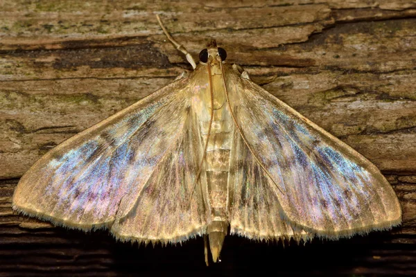 Mother of Pearl (Pleuroptya ruralis) mikro ćma — Zdjęcie stockowe