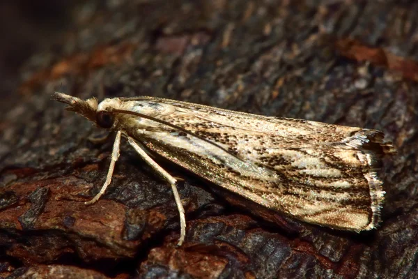 Catoptria falsella micro moth — Stockfoto