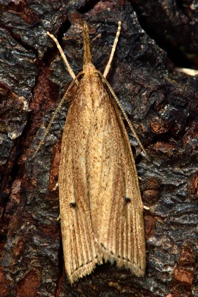 Chilo phragmitella micro moth från ovan — Stockfoto