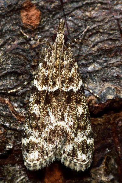 Eudonia mercurella micro moth — Stockfoto