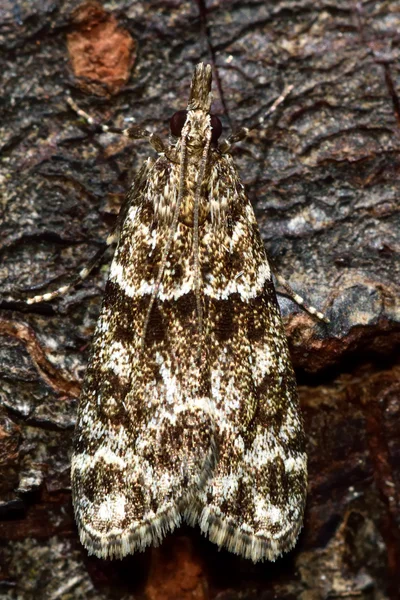 Eudonia mercurella micro traça — Fotografia de Stock