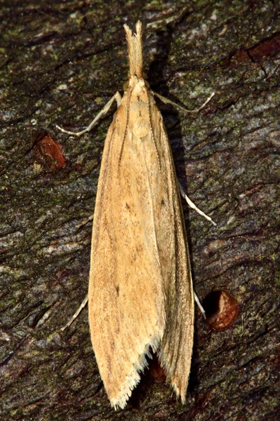 Donacaula forficella micro moth с длинными пальмами, сверху — стоковое фото