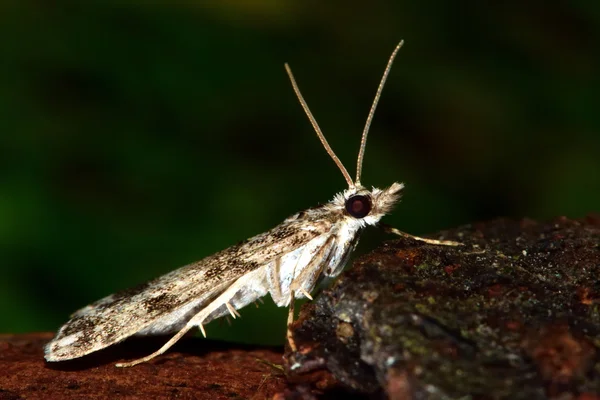 Scoparia ambigualis micro nachtvlinder in profiel — Stockfoto