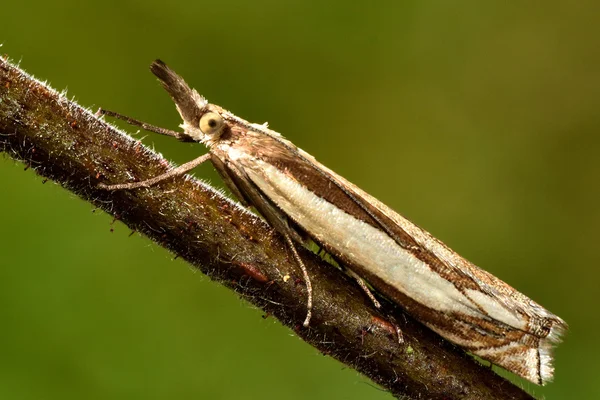 Crambus pascuella micro moth — Stockfoto