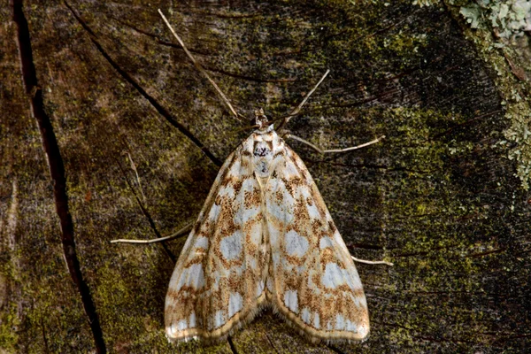 Brun Kina-märket (Elophila nymphaeata) micro moth — Stockfoto