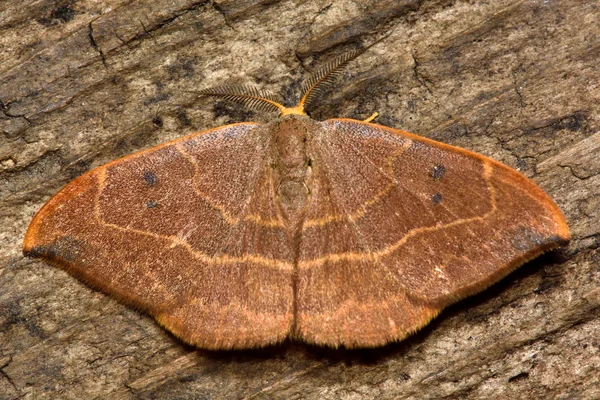 橡木钩 (Watsonalla binaria) 翅蛾 — 图库照片