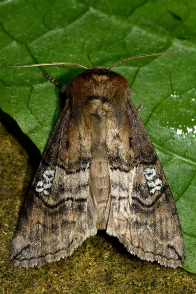 Figurera av åttio (Tethea ocularis) moth — Stockfoto
