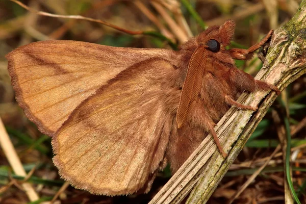 饮者蛾 (Euthrix potatoria) 与底面可见 — 图库照片