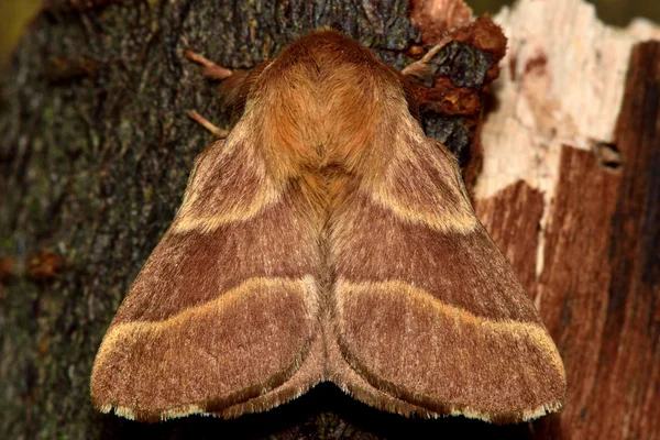 Yukarıdan uşağı güve (Malacosoma neustria)