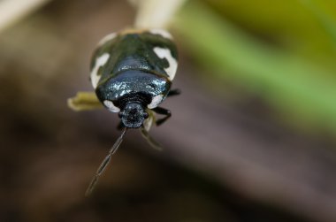 Alaca shieldbug (Tritomegas bicolor)