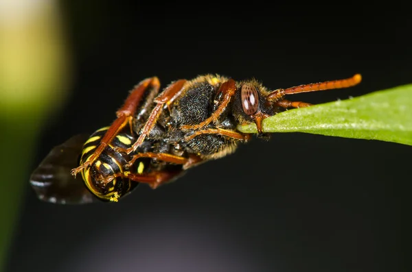 Abelha-da-índia (Nomada sp.) folha emocionante com mandíbula, parte inferior — Fotografia de Stock