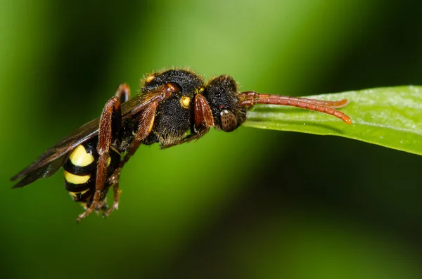 Nomad Pszczoła (Nomada sp.) trzymania liść z żuchwy, z góry — Zdjęcie stockowe