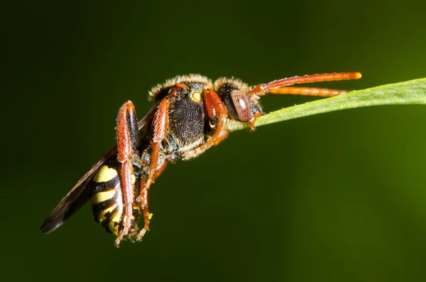 Nomad Pszczoła (Nomada sp.) trzymania liść z żuchwy, w profilu — Zdjęcie stockowe