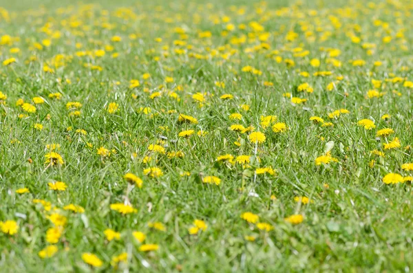 Pole v době květu pampelišky (Taraxacum officinale) — Stock fotografie