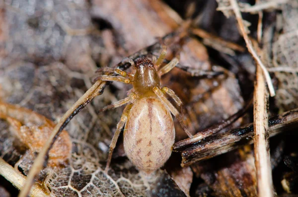 Clubiona Arten weibliche Spinne von oben — Stockfoto