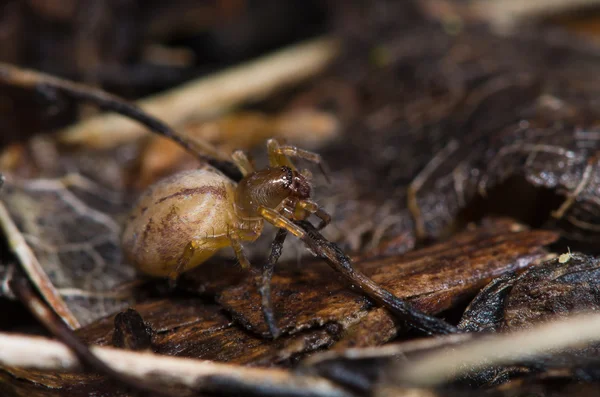 Clubiona especie araña hembra — Foto de Stock