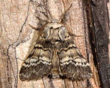 Ay mermer kahverengi güve (Drymonia ruficornis)