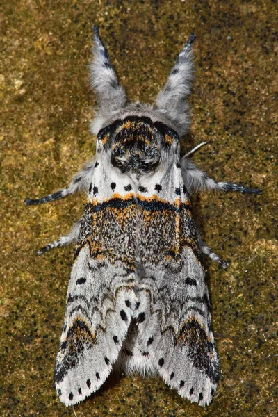 Sallow gatito polilla (Furcula furcula) patas delanteras extendidas — Foto de Stock