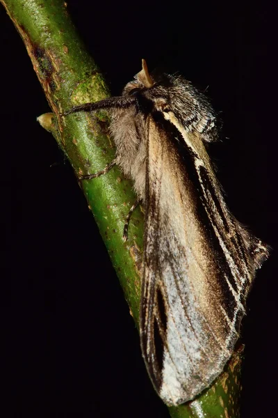 Trague polilla prominente (Phoesia tremula) en perfil — Foto de Stock