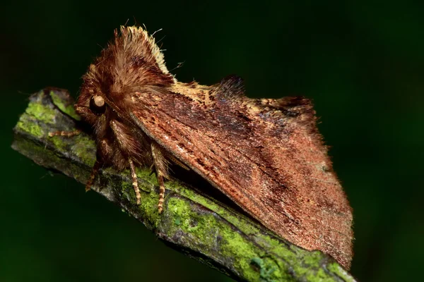 Coxcomb prominente nachtvlinder (Ptilodon capucina) — Stockfoto