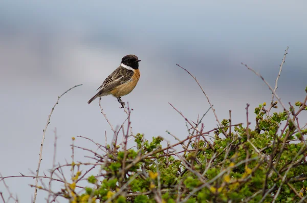 Stonechat (Saxicola torquata) male perched on bush against blue sky — Stock Photo, Image