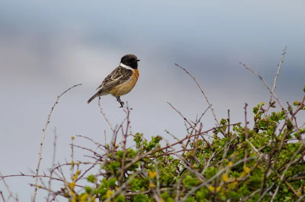 สโตนแชท (Saxicola torquata) ผู้ชายตั้งอยู่บนพุ่มไม้กับท้องฟ้าสีฟ้า — ภาพถ่ายสต็อก