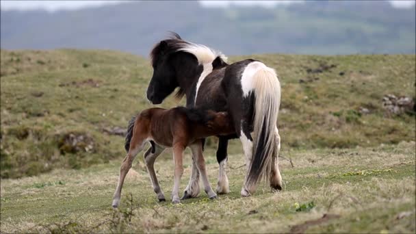 Dartmoor pony mannelijke veulen zuigen van moeder — Stockvideo