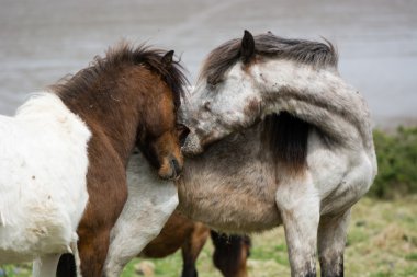 Kahverengi aygır kesme gri Dartmoor midilli