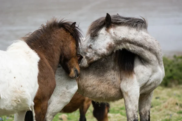 Gris Dartmoor pony cortando semental marrón — Foto de Stock