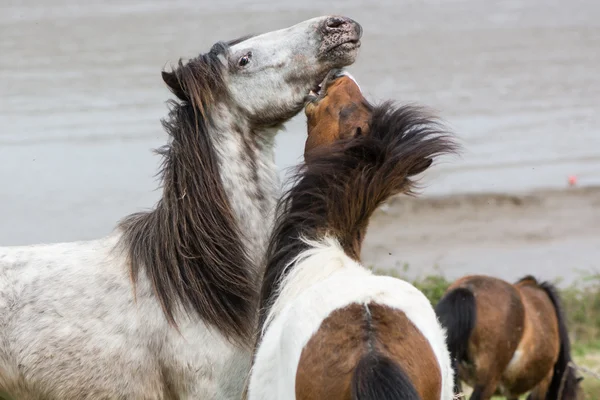 Ponis Dartmoor grises y marrones luchando — Foto de Stock