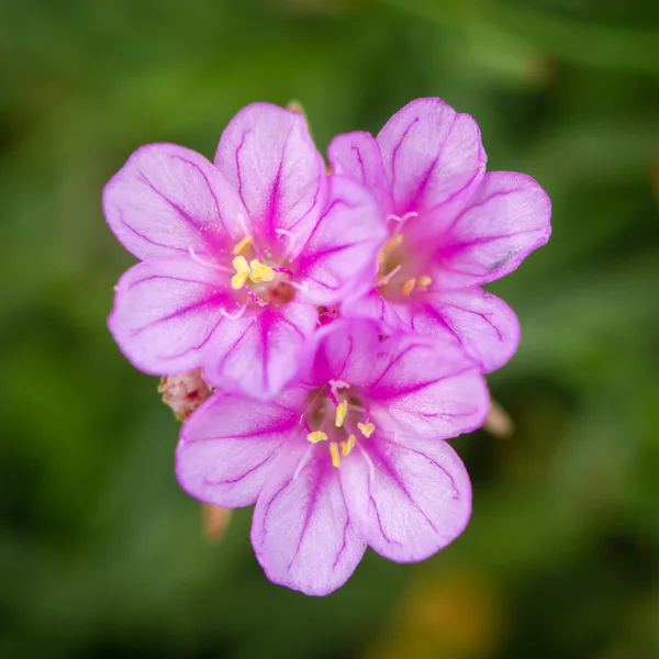 Hospodárnost (Almeria maritima) květ moře — Stock fotografie