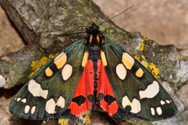 Scarlet tiger moth (Callimorpha dominula) ile kanatları açık ve kırmızı hindwings görünür
