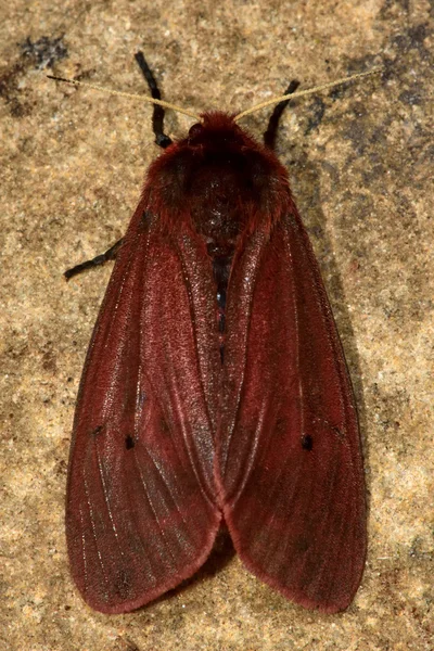 Rubinroter Tigerfalter (phragmatobia fuliginosa) von oben — Stockfoto