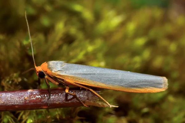 Teigne du pied rare (Eilema complana ) — Photo