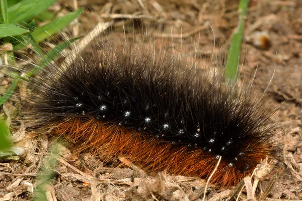 Tuin tijger (Arctia caja) caterpiller — Stockfoto