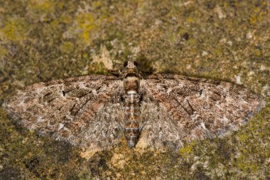 Brindled pug güve (Eupithecia abbreviata)