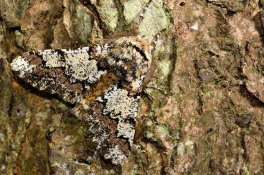 Meşe güzellik güve (Biston strataria)